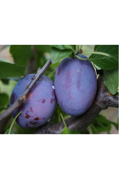 Prunus domestica Amers